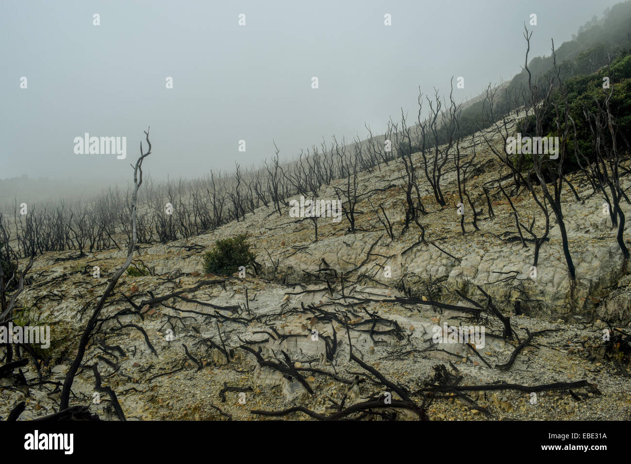 Gli alberi morti vicino al cratere del Monte Papandayan, Indonesia. Foto Stock