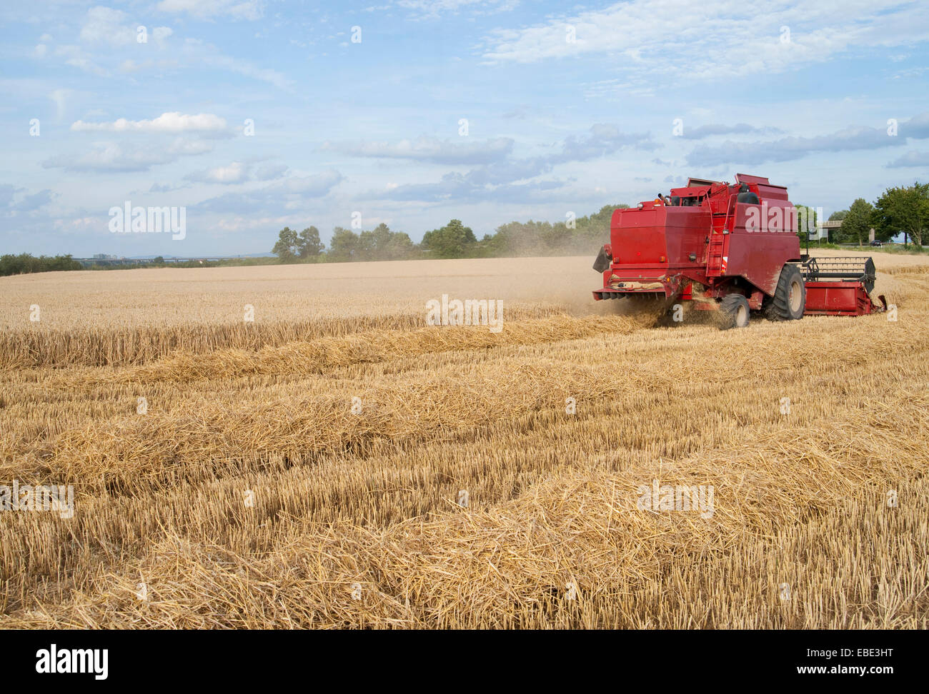 Harvester in campo di grano il taglio del frumento, Germania Foto Stock