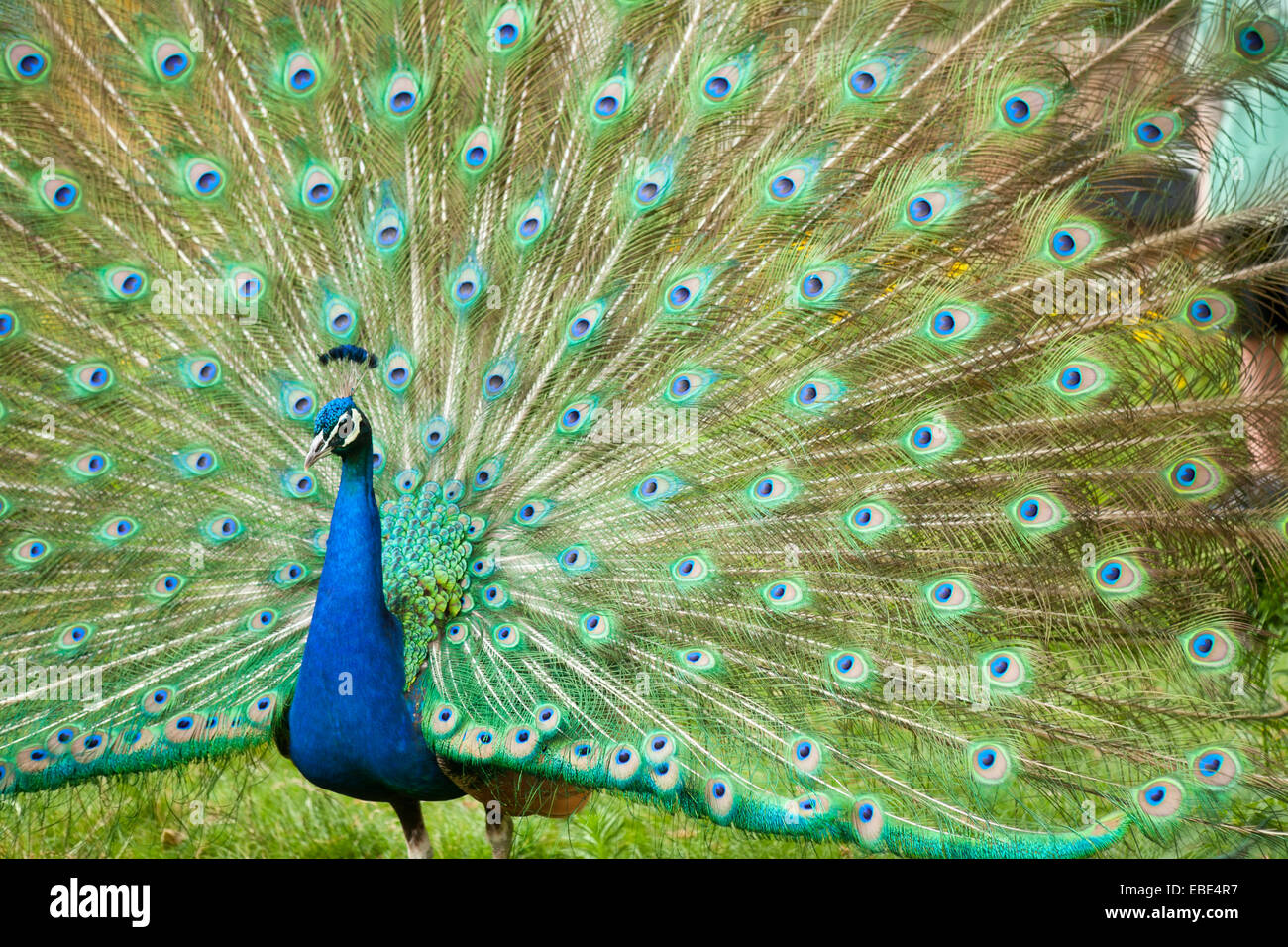 Indian Peacock piumaggio di visualizzazione Foto Stock