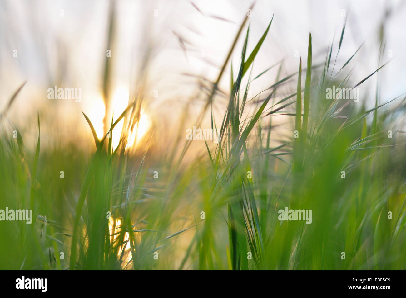 Lame di erba a sunrise in primavera, Obernburg, Franconia, Baviera, Germania Foto Stock