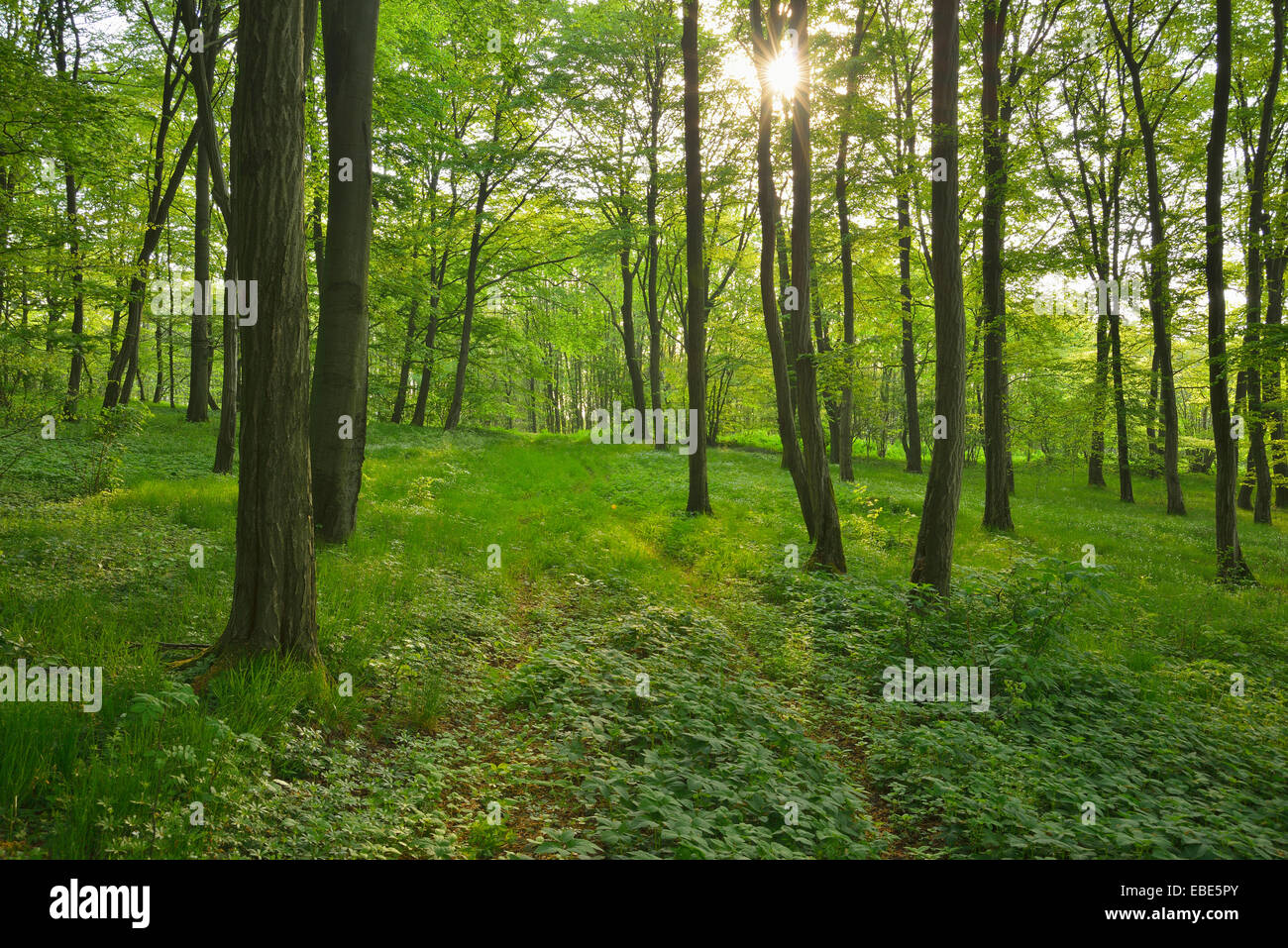 Foresta in primavera con Sun, Vogelsberg distretto, Hesse, Germania Foto Stock