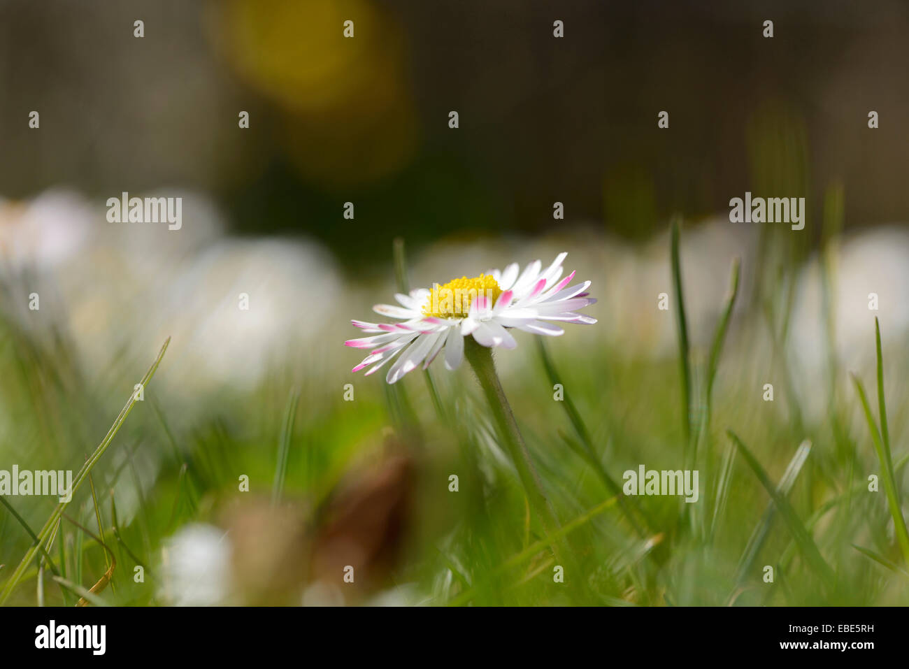 Close-up di comune daisy (Bellis perennis) che fiorisce in un prato in primavera, Baviera, Germania Foto Stock