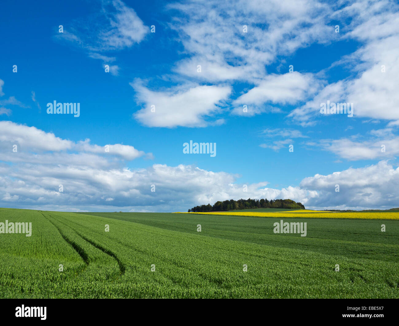 Campi di mais in colline di Weser, Nord Reno-Westfalia, Germania Foto Stock