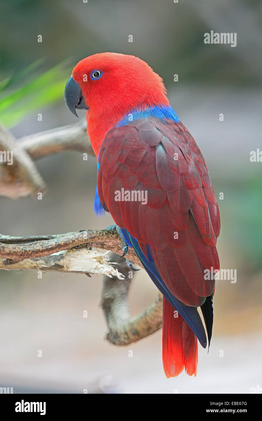 Colorato red parrot, una femmina pappagallo Eclectus (Eclectus roratus), profilo posteriore Foto Stock