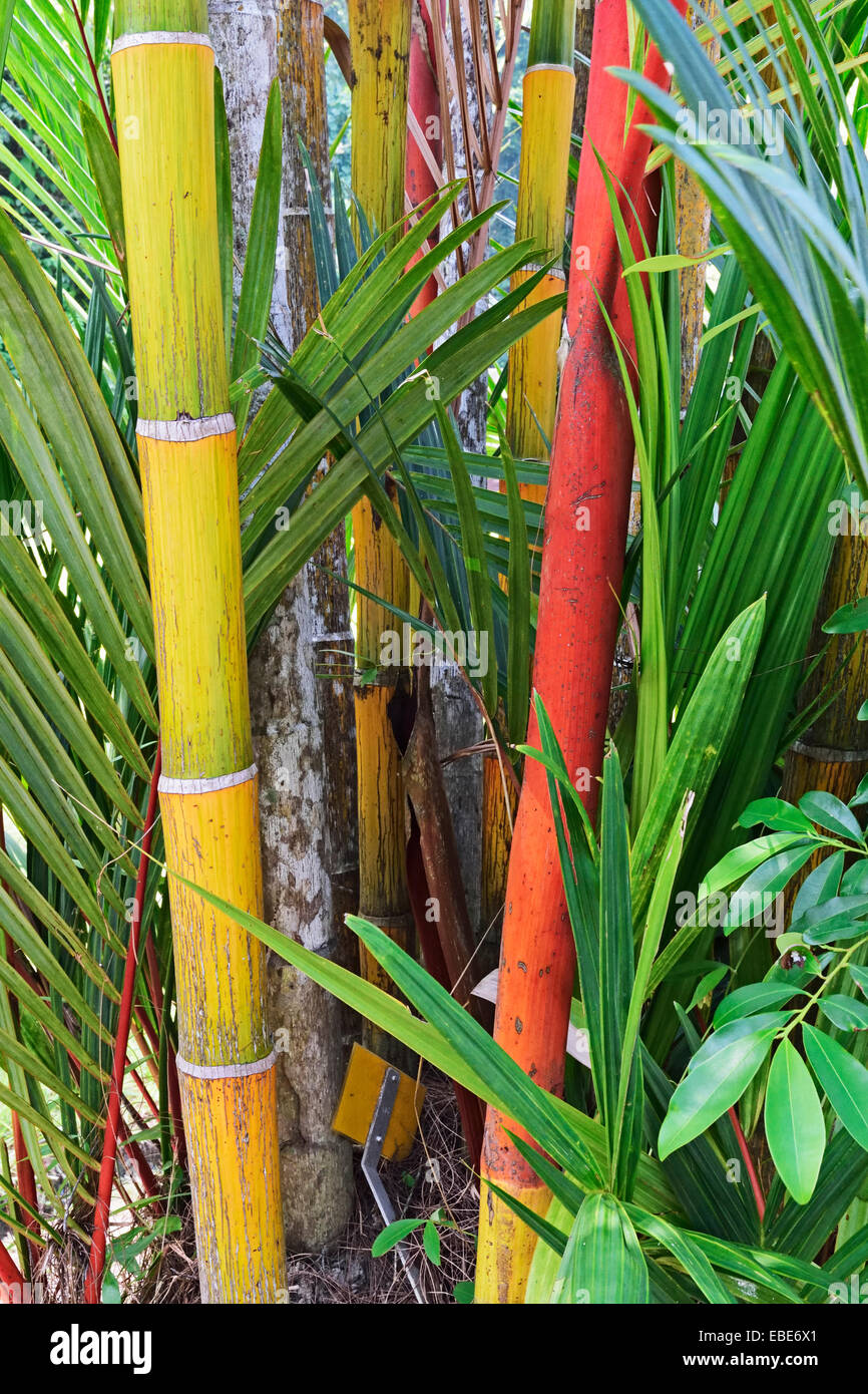 Dettaglio di bambù, Pulau Pangkor, Perak, Malaysia Foto Stock