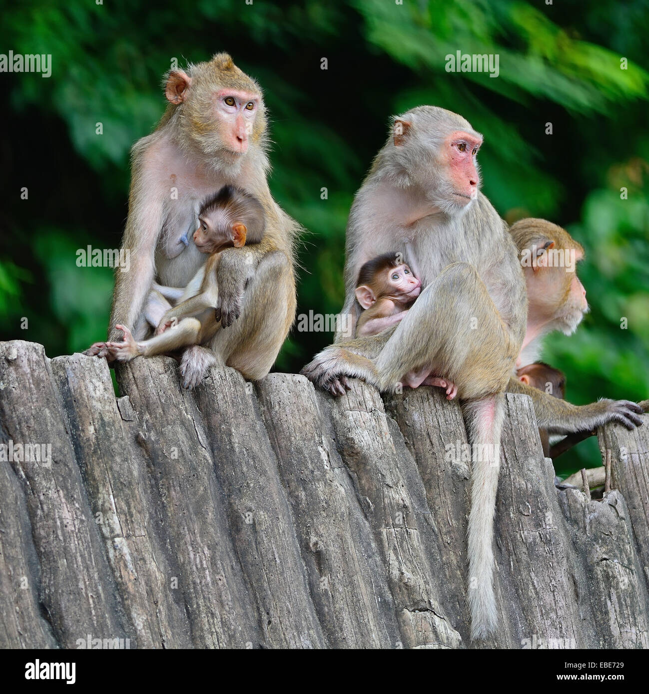 Gruppo di famiglia di scimmia, seduto sul tetto di legno Foto Stock