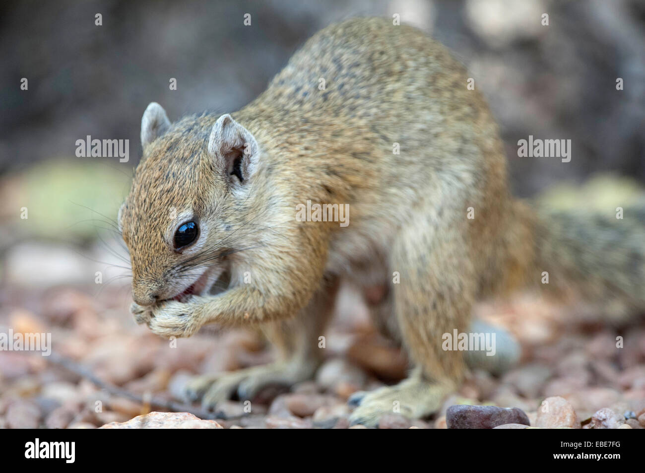 Robins Camp, Parco Nazionale di Hwange Foto Stock