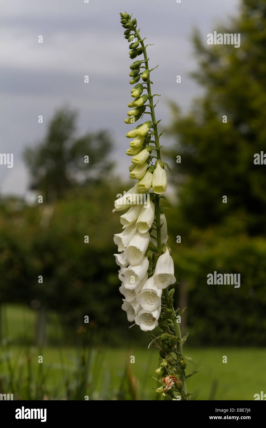 Un vicino la fotografia di una crema bianca foxglove in fiore e impostare contro un fuori fuoco ambiente giardino Foto Stock