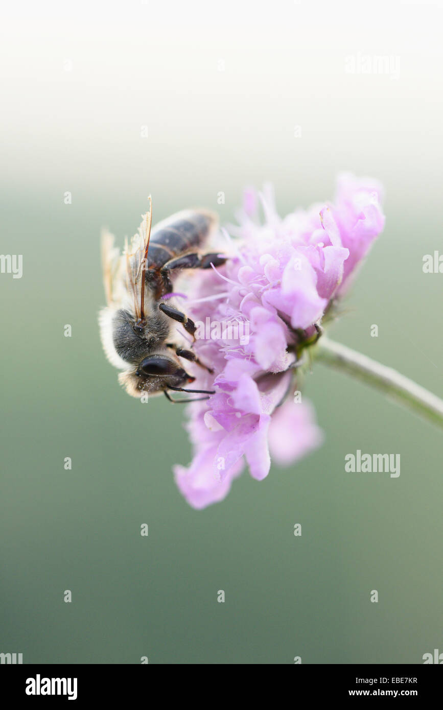 Close-up di unione Honeybee (Apis mellifera) sul fiore in estate, Alto Palatinato, Baviera, Germania Foto Stock