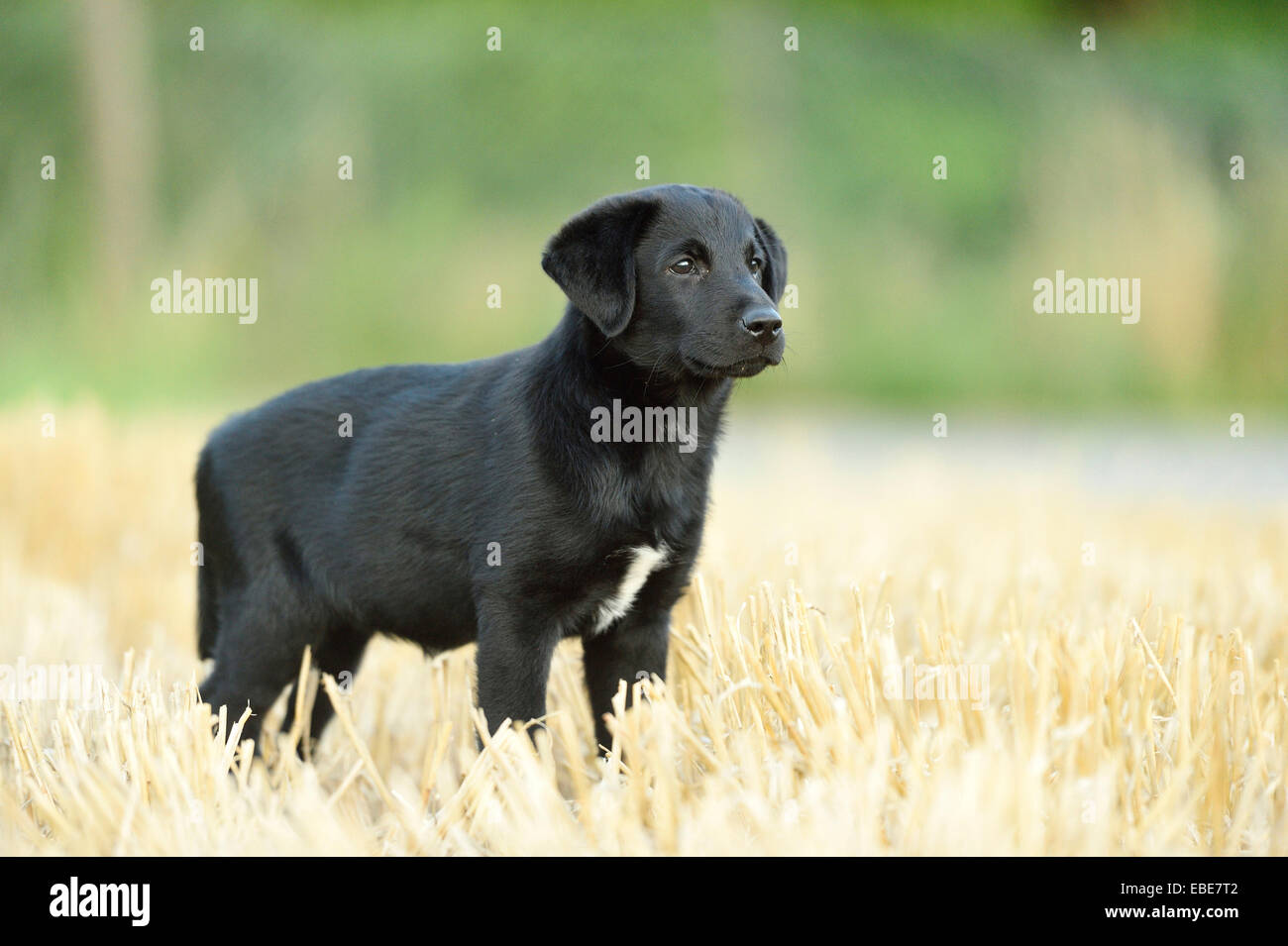 Nero misto Labrador Retriever in piedi in un campo in estate, Alto Palatinato, Baviera, Germania Foto Stock
