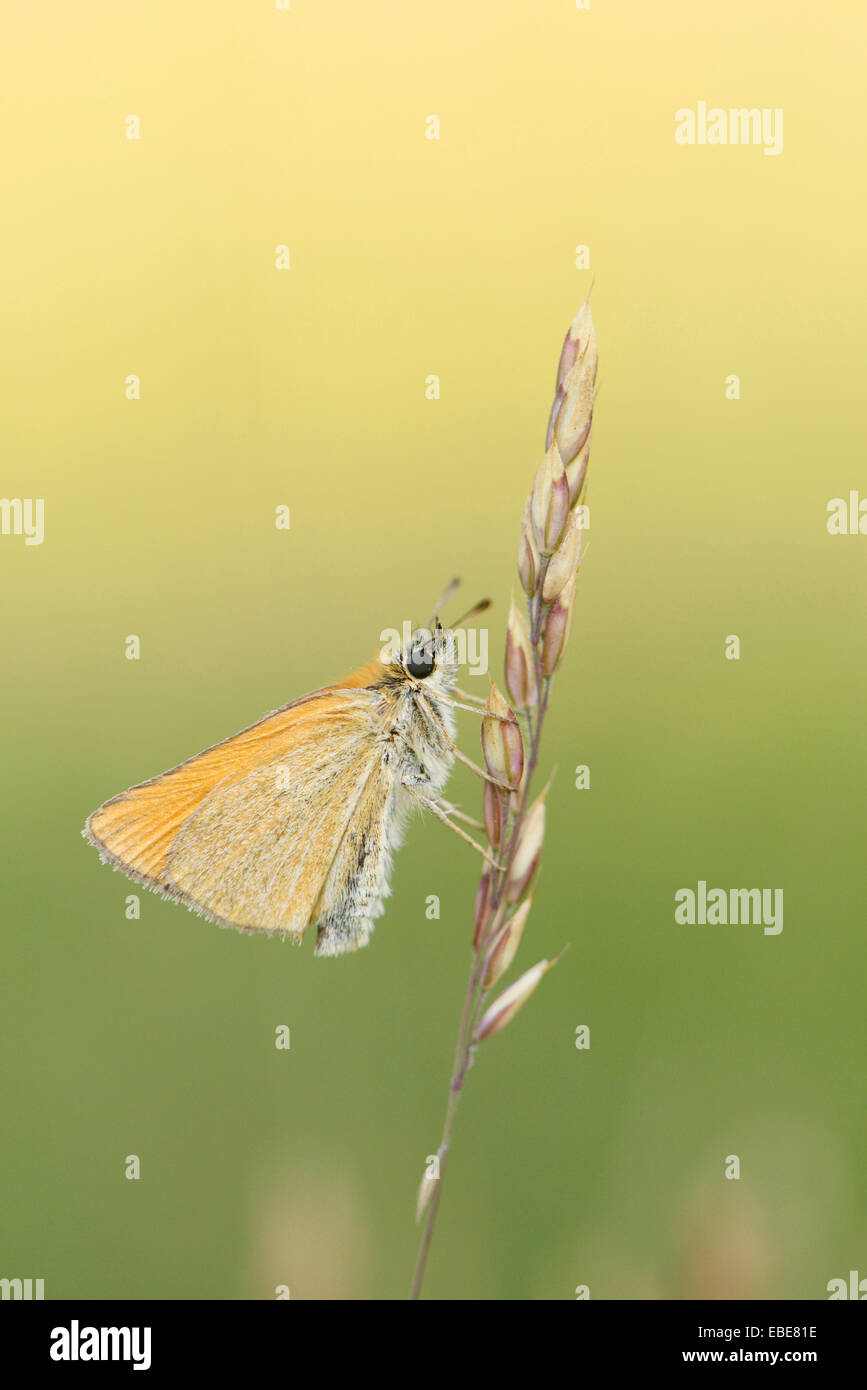Close-up di piccoli Skipper (Thymelicus sylvestris) farfalla sul gambo di erba di prato a inizio estate, Baviera, Germania Foto Stock
