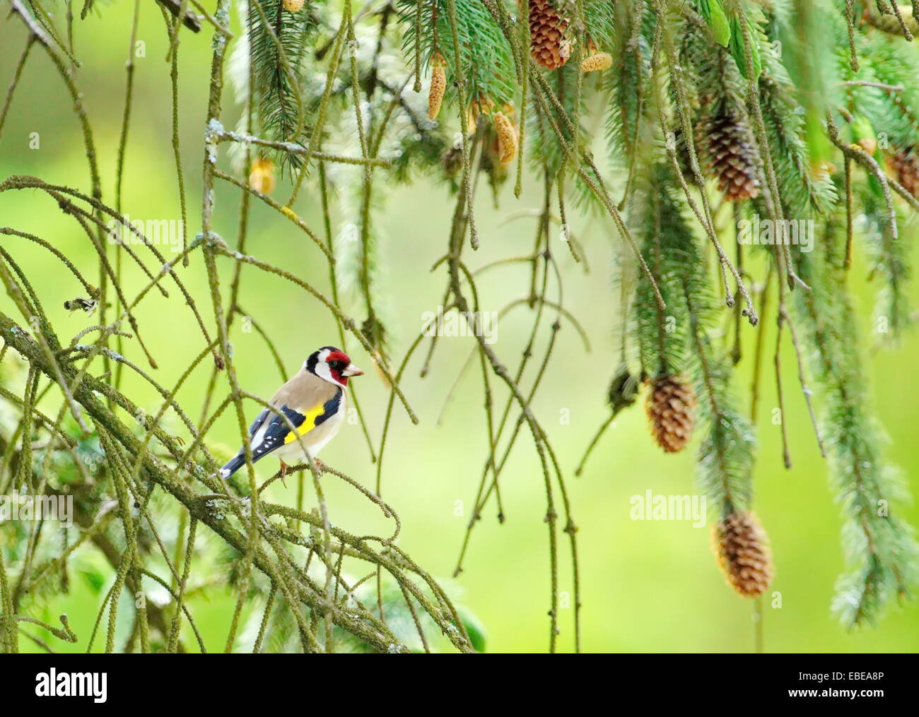 Cardellino europeo (carduelis carduelis) fra i rami in sfondo verde Foto Stock