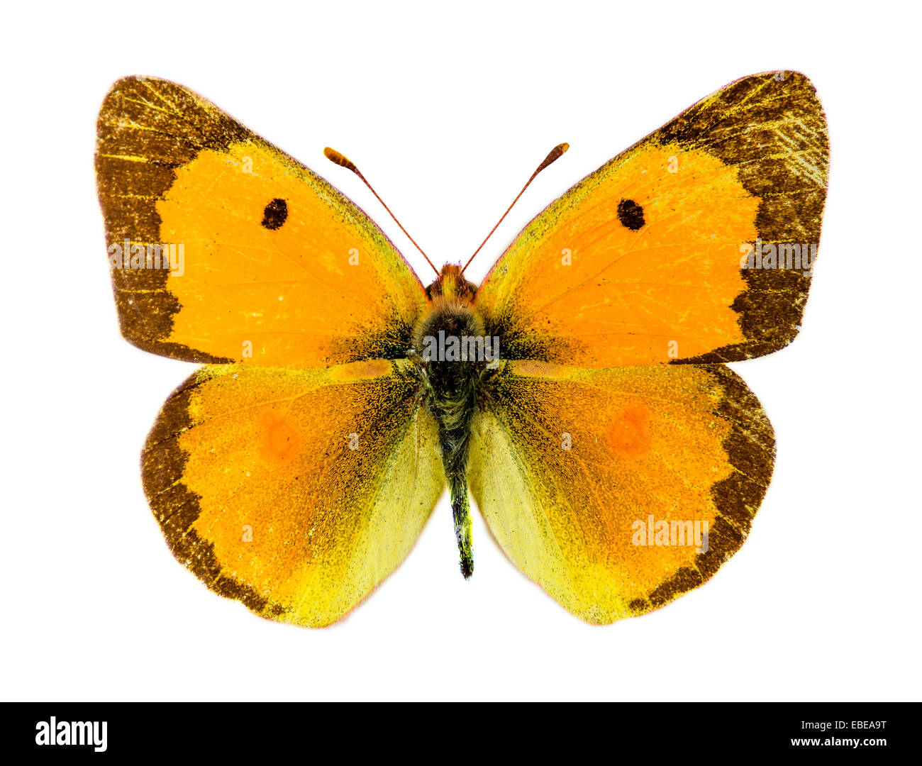 Offuscato comune giallo (Colias croceus) farfalla Foto Stock