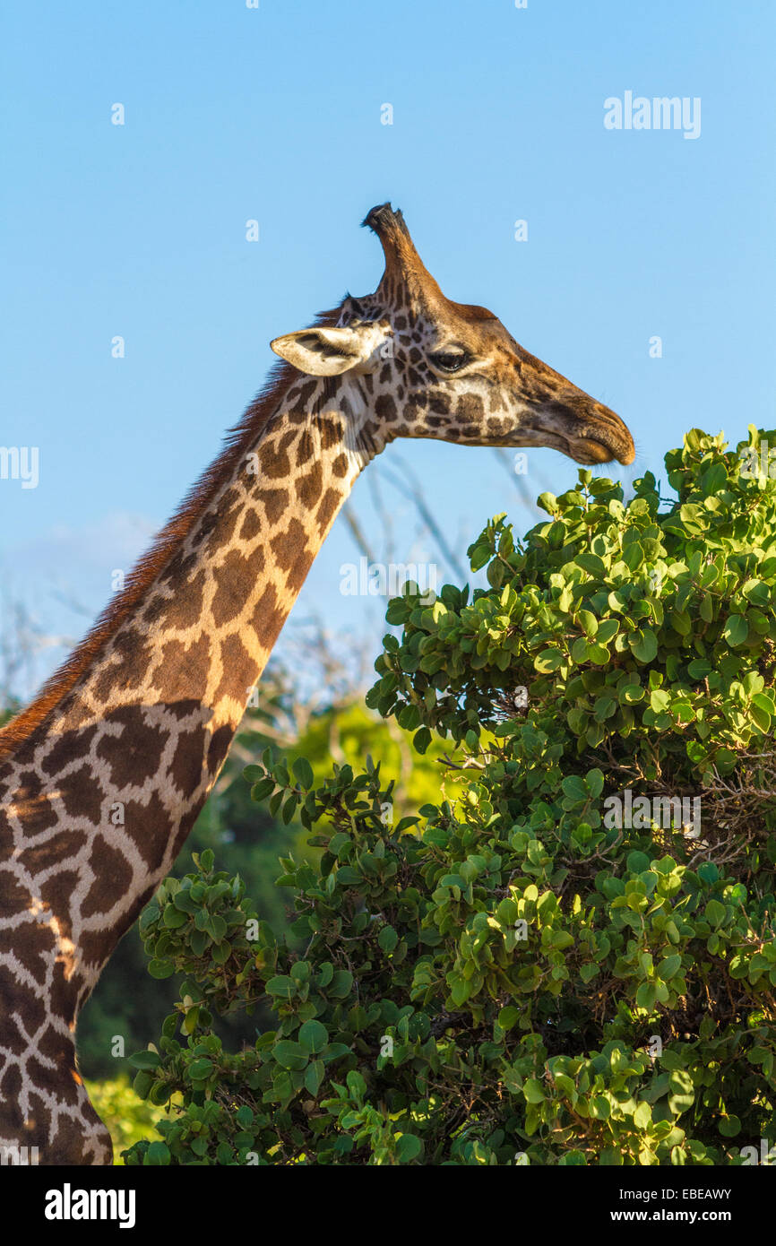 La giraffa a mangiare le foglie nella savana Foto Stock