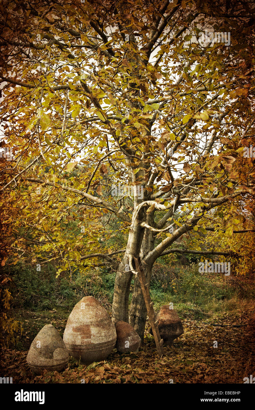 Antiche anfore di terracotta sotto autunnale di Walnut Tree (vintage) Foto Stock