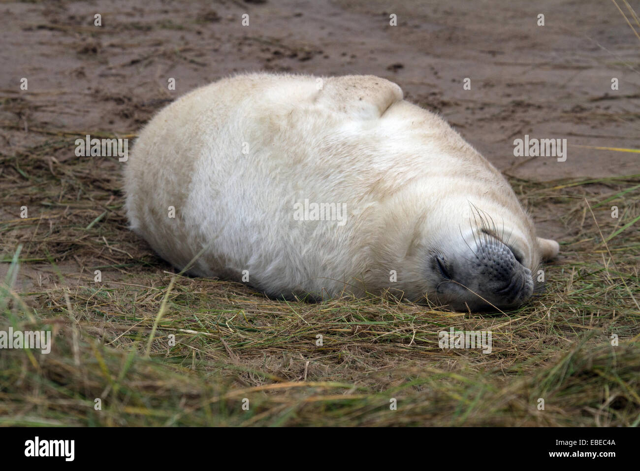 Le foche grigie e cuccioli di foca a Donna Nook nel Regno Unito Foto Stock