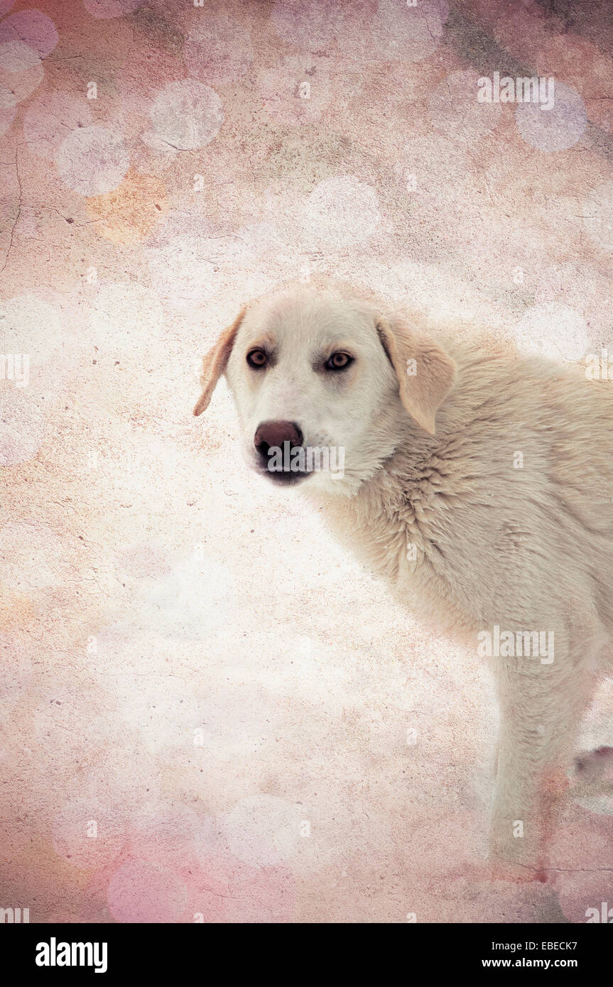 White Labrador Retriever in piedi nella neve (immagine con trama) Foto Stock