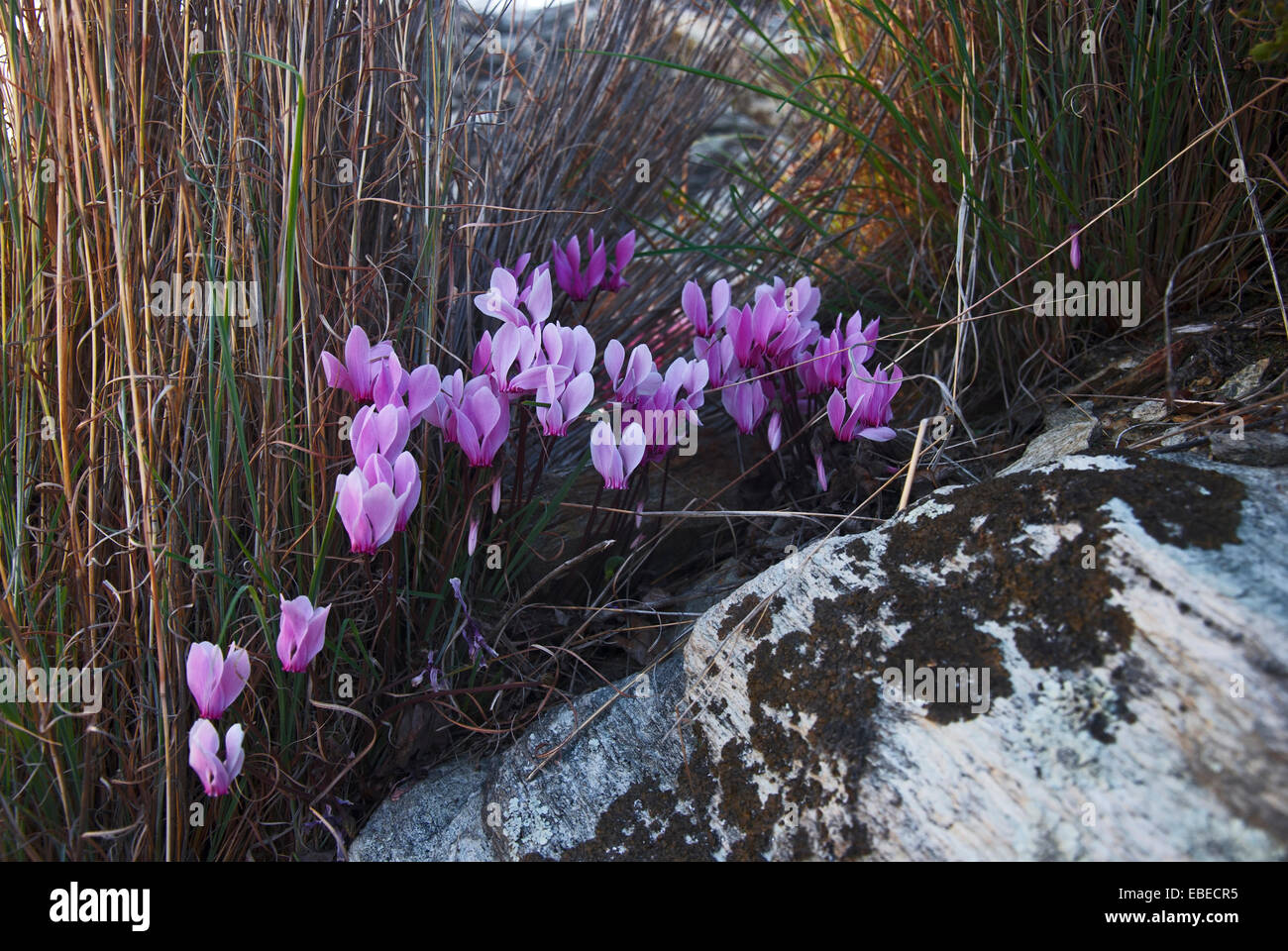 Wild ciclamino crescente tra le rocce Foto Stock