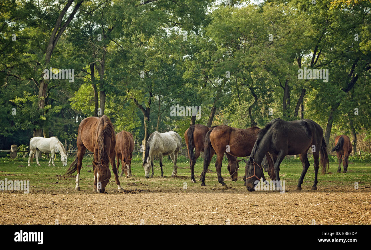 Allevamento di cavalli al pascolo in agriturismo ranch in autunno la luce diurna Foto Stock