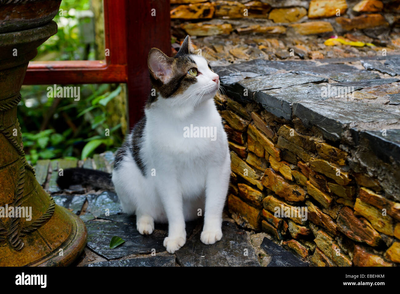 Gatto Bianco seduto su un gradino di pietra, guardando verso l'alto Foto Stock