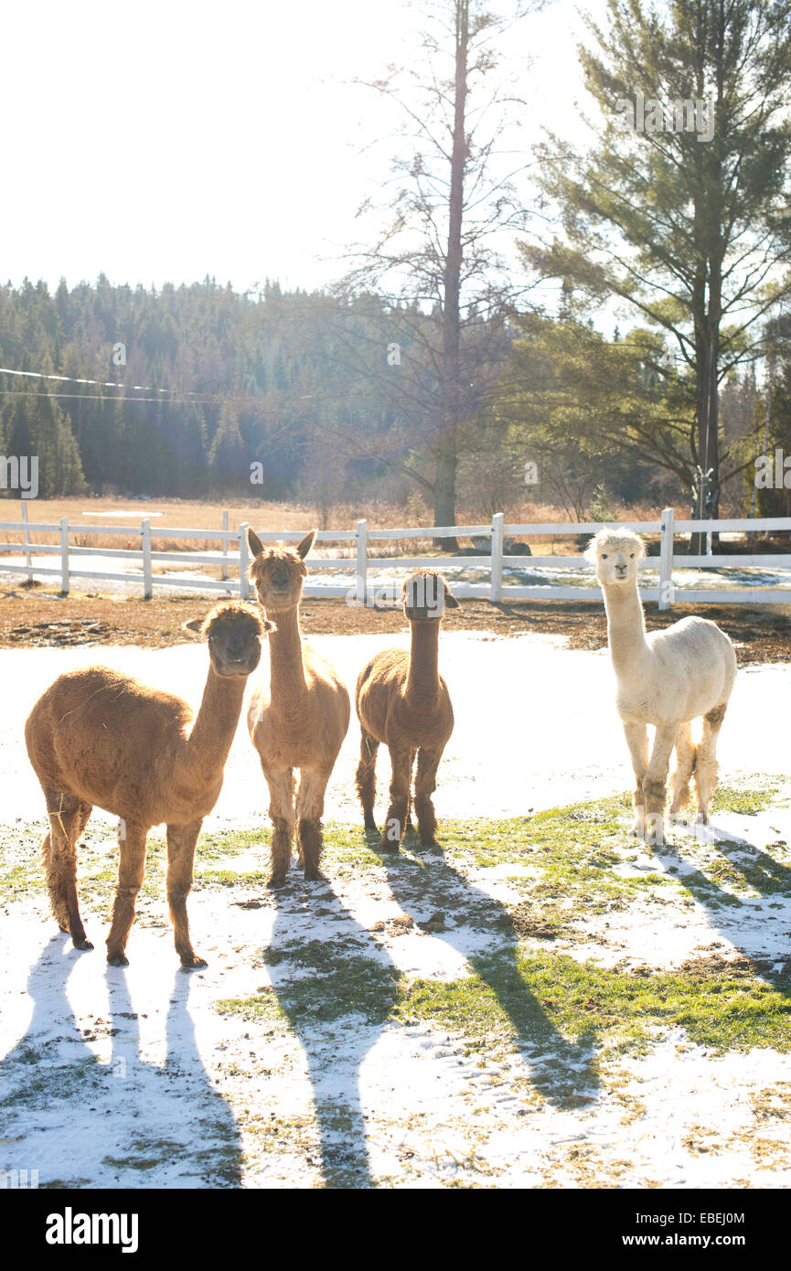 Cinque alpaca su una fattoria canadese in inverno Foto Stock