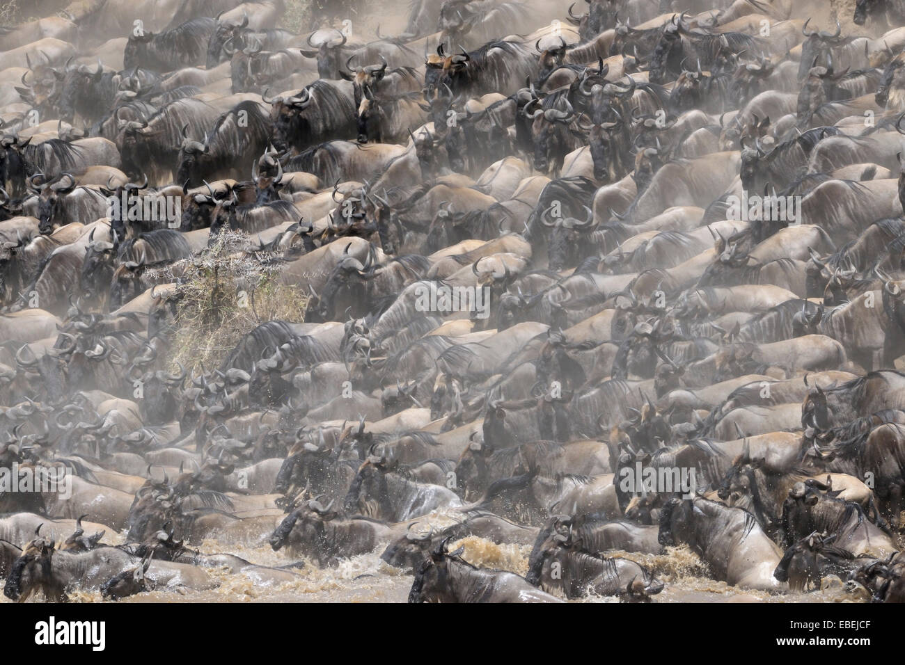 Allevamento di blu Gnu (Connochaetes taurinus) attraversando il fiume Mara, Serengeti National Park, Tanzania. Foto Stock