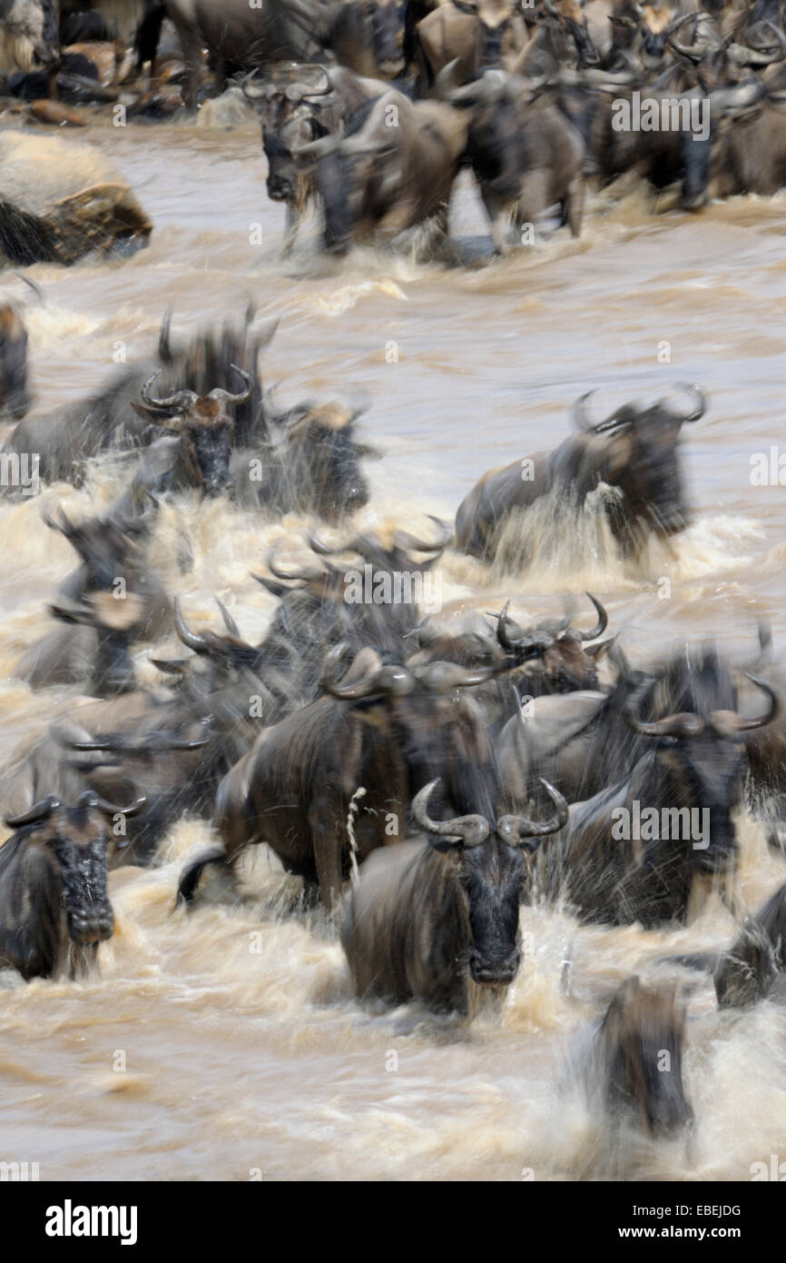 Allevamento di blu Gnu (Connochaetes taurinus) attraversando il fiume Mara con shutterspeed lenta per il movimento, Serengeti National Foto Stock