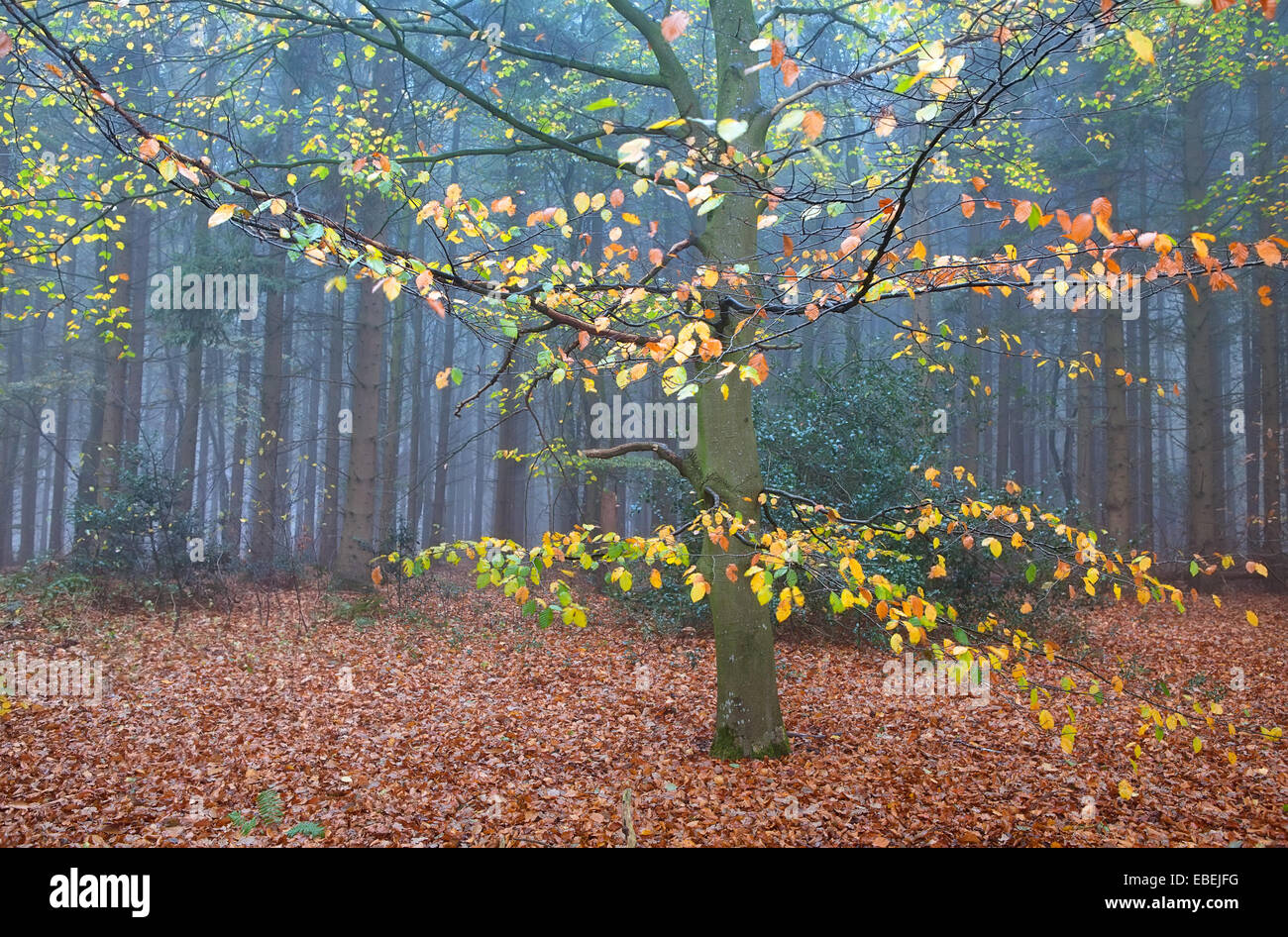 Faggeta in autunno la foresta di nebbia Foto Stock