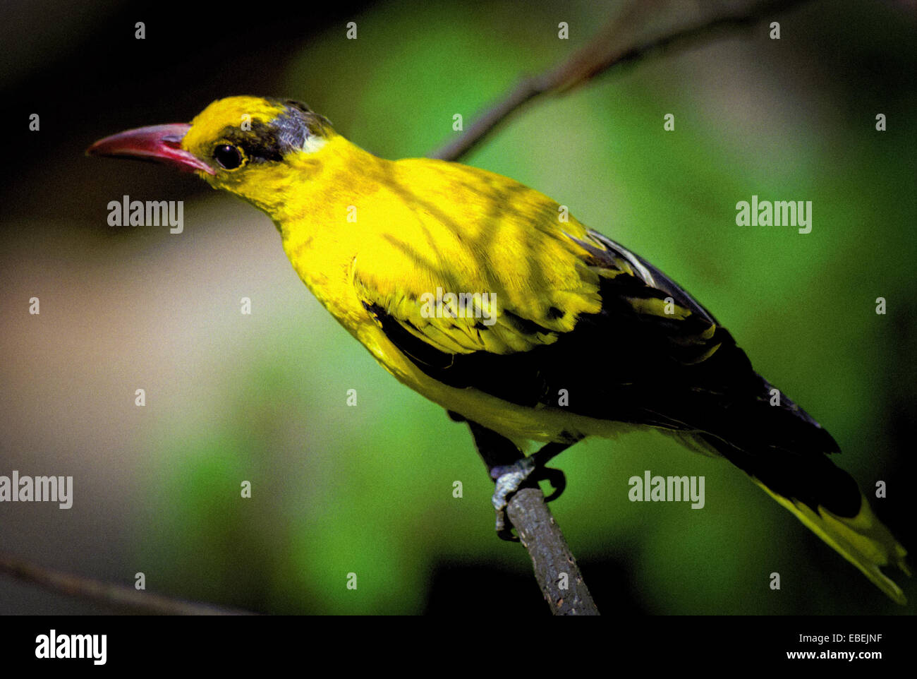 Un oriole dalle tane nere (Oriolus chinensis) viene fotografato al Taman Safari Indonesia (parchi a tema di animali) a Giava Occidentale, Indonesia. Foto Stock