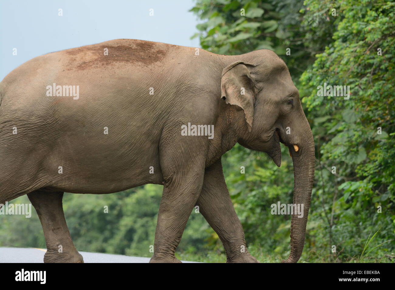 Bellissima femmina Elefante asiatico (Elephas maximus) a Khao-Yai parco nazionale,Thailandia Foto Stock