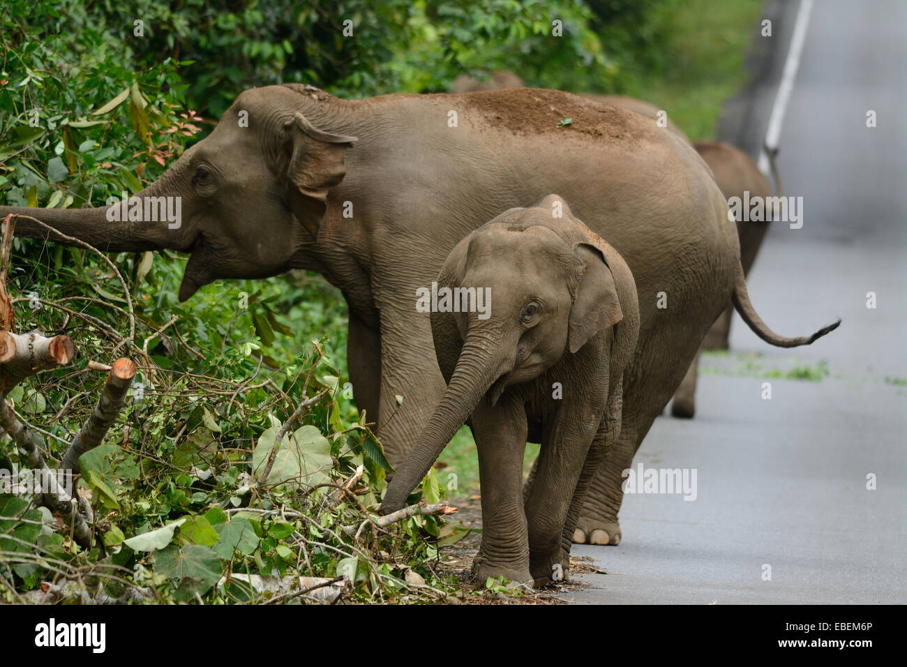 Bella famiglia di elefante asiatico (Elephas maximus) a Khao-Yai parco nazionale,Thailandia Foto Stock