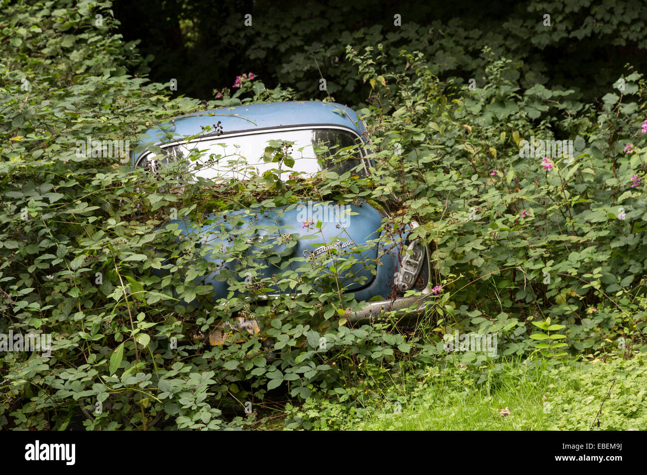 Auto abbandonate nel bosco e ricoperta di Abergavenny, Wales, Regno Unito Foto Stock