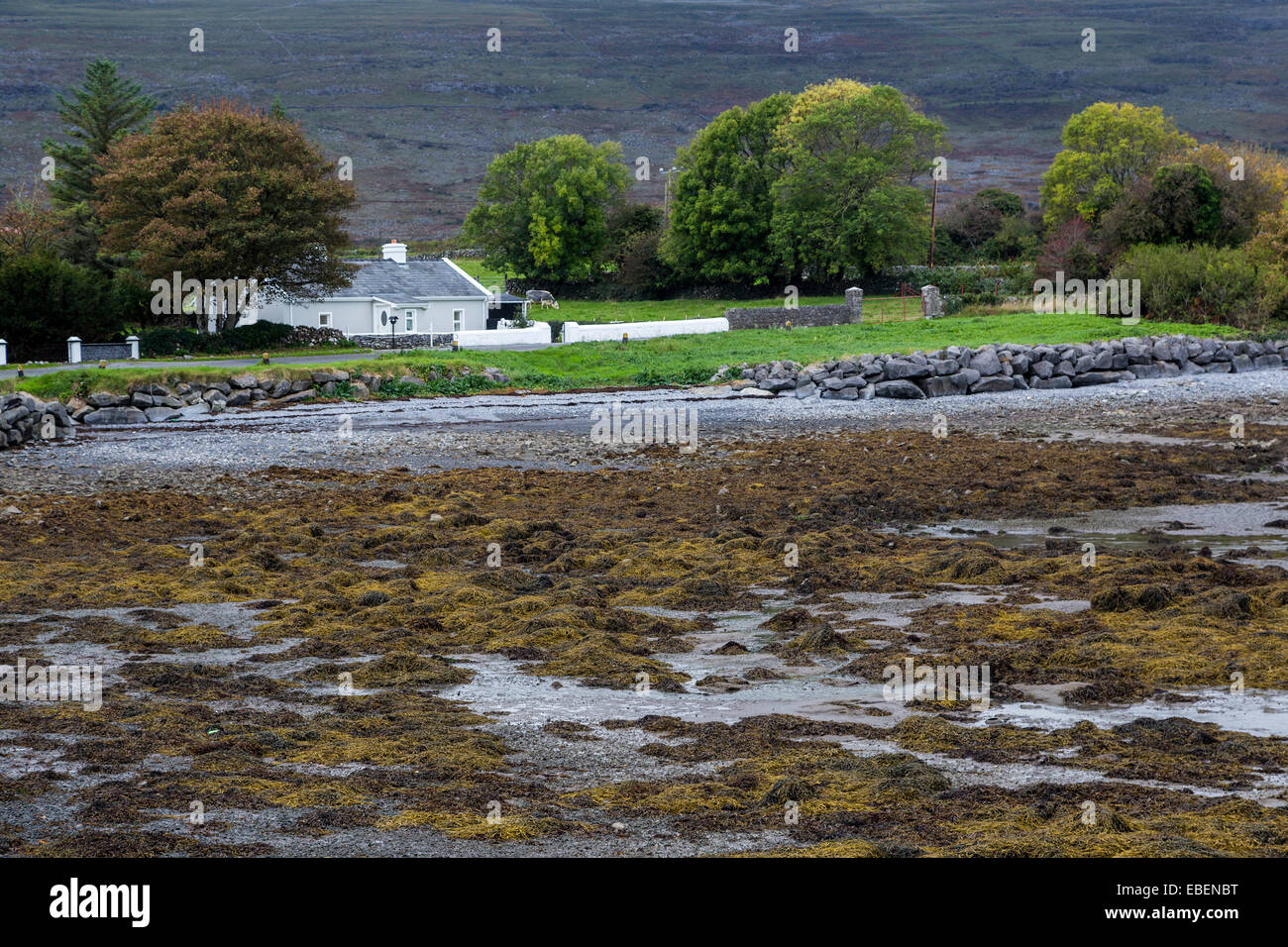 Casa sulla costa con baia poco profonda e di alghe a bassa marea, Ballyvaughan, County Clare, Irlanda Foto Stock