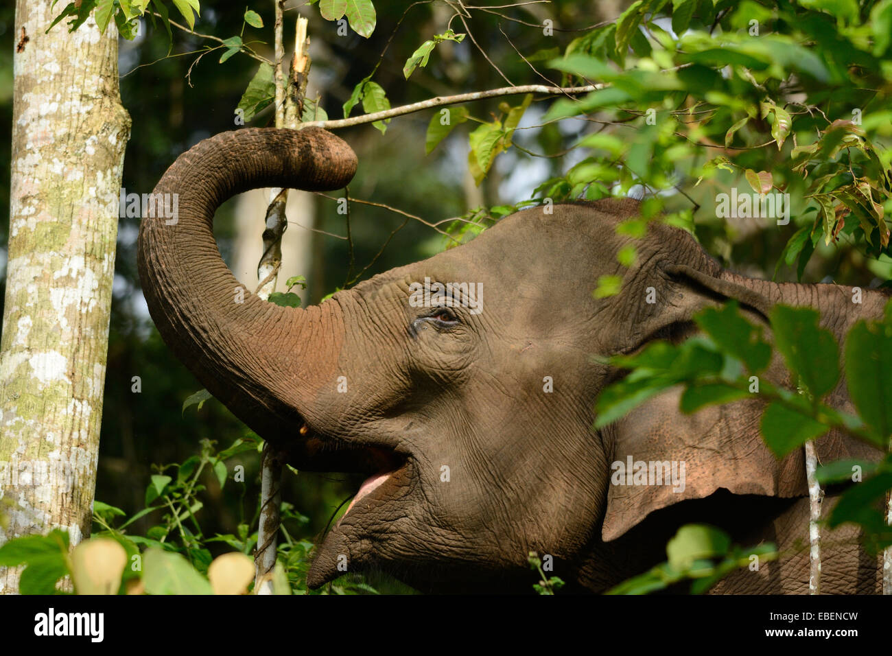 Bellissima femmina Elefante asiatico (Elephas maximus) a Khao-Yai parco nazionale,Thailandia Foto Stock