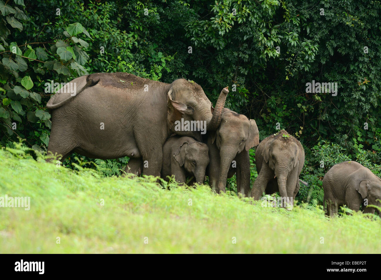 Bella famiglia di elefante asiatico (Elephas maximus) a Khao-Yai parco nazionale,Thailandia Foto Stock