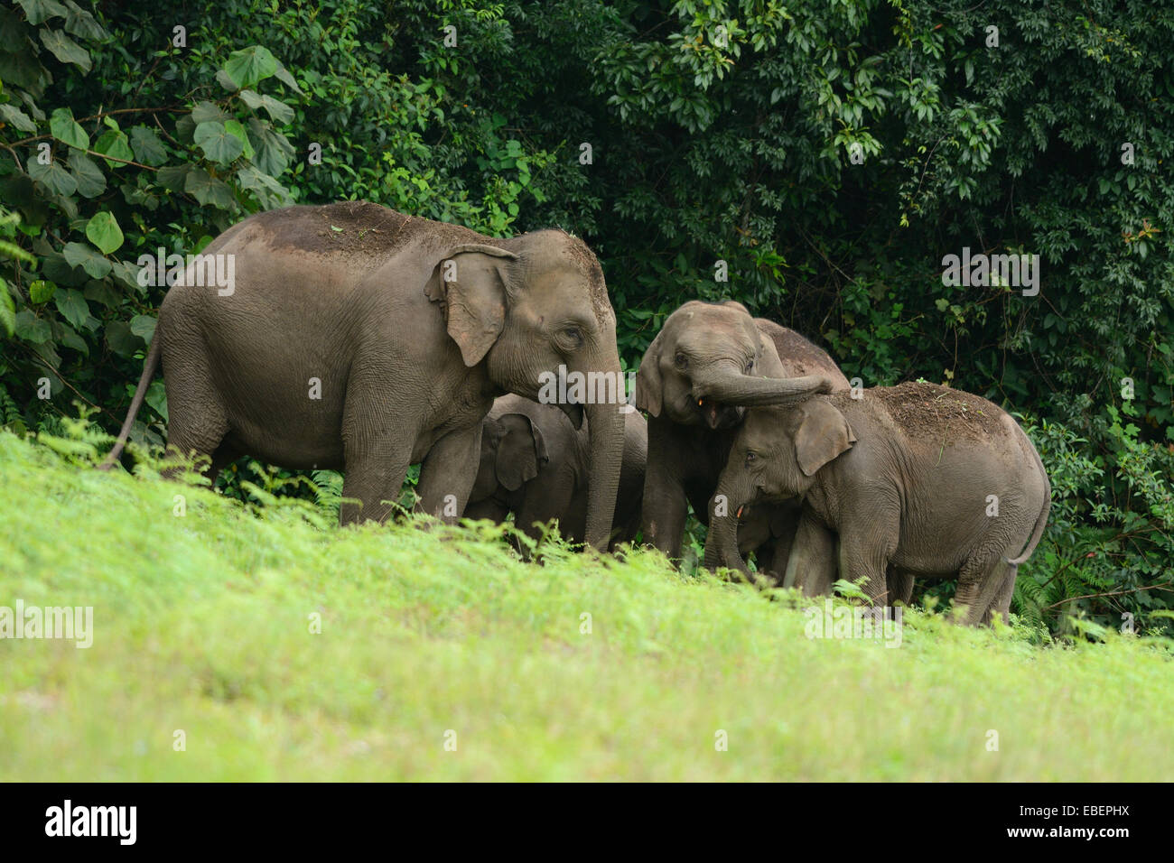 Bella famiglia di elefante asiatico (Elephas maximus) a Khao-Yai parco nazionale,Thailandia Foto Stock