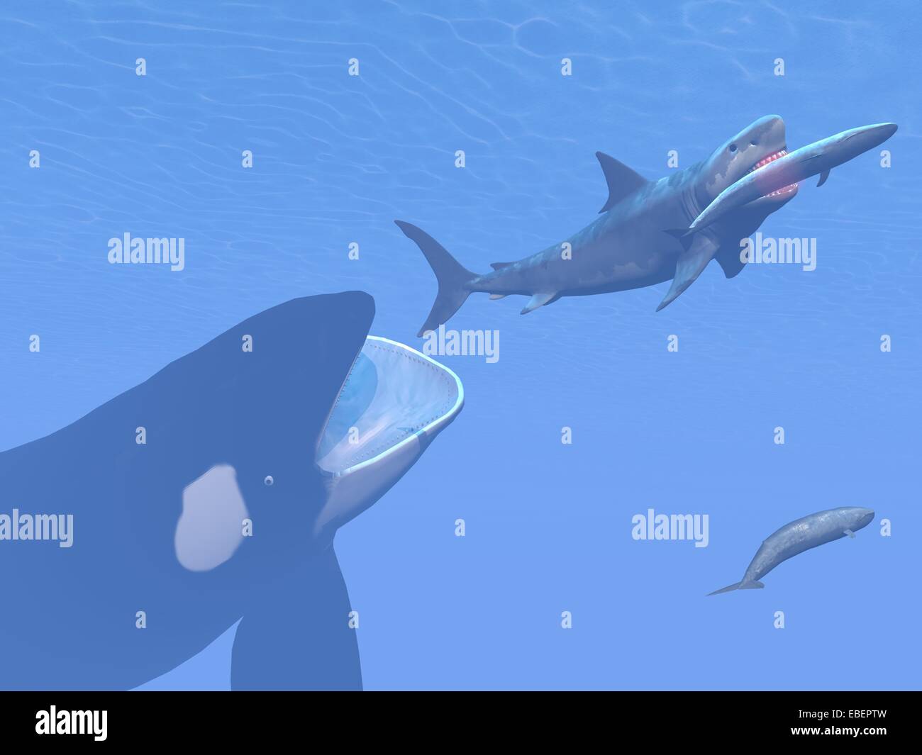 Preistorici scena subacquea mostra Killer Whale attaccando piccolo squalo megalodon mangiare balena blu - 3D render Foto Stock