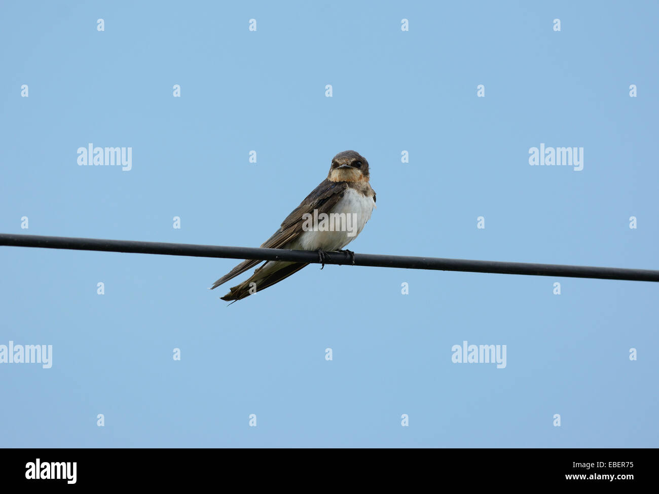 Bellissimo Fienile Swallow (Hirundo rustica) appoggiato sul filo elettrico Foto Stock