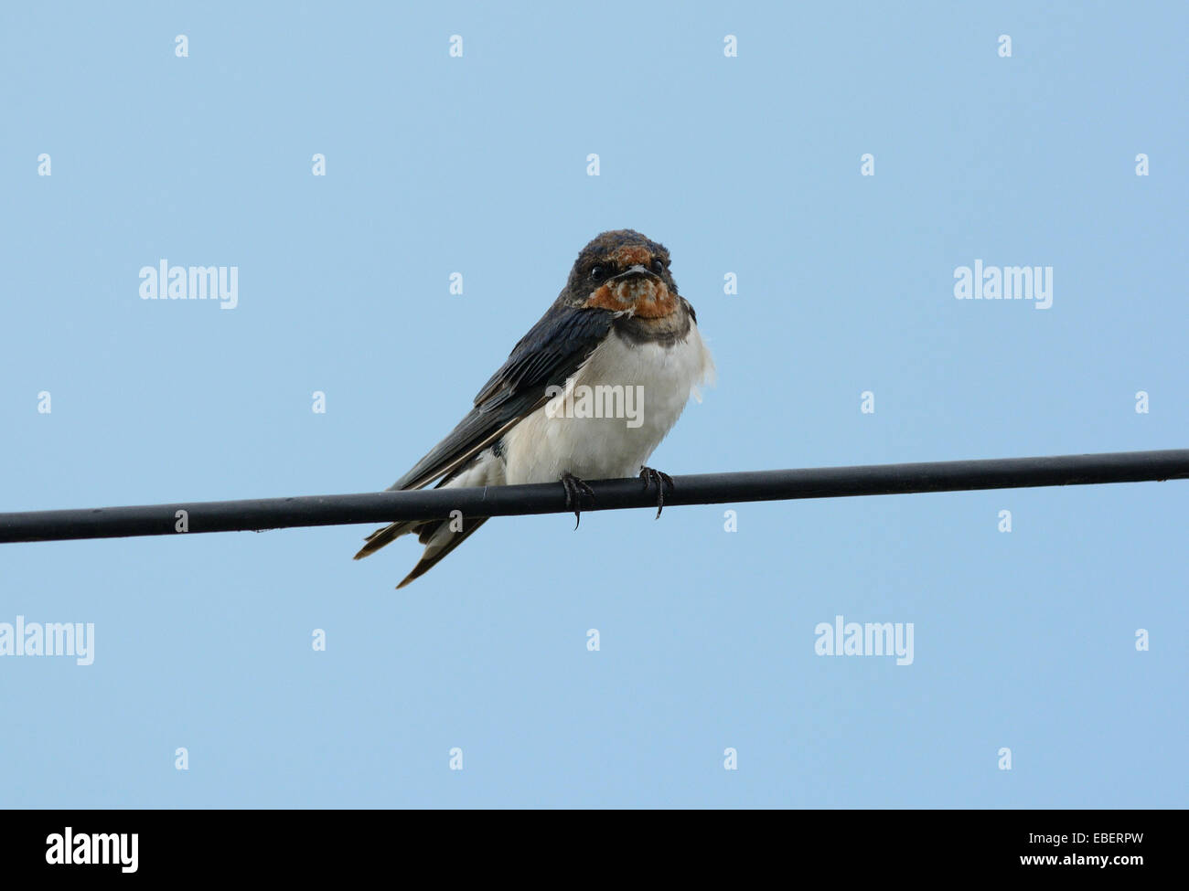 Bellissimo Fienile Swallow (Hirundo rustica) appoggiato sul filo elettrico Foto Stock