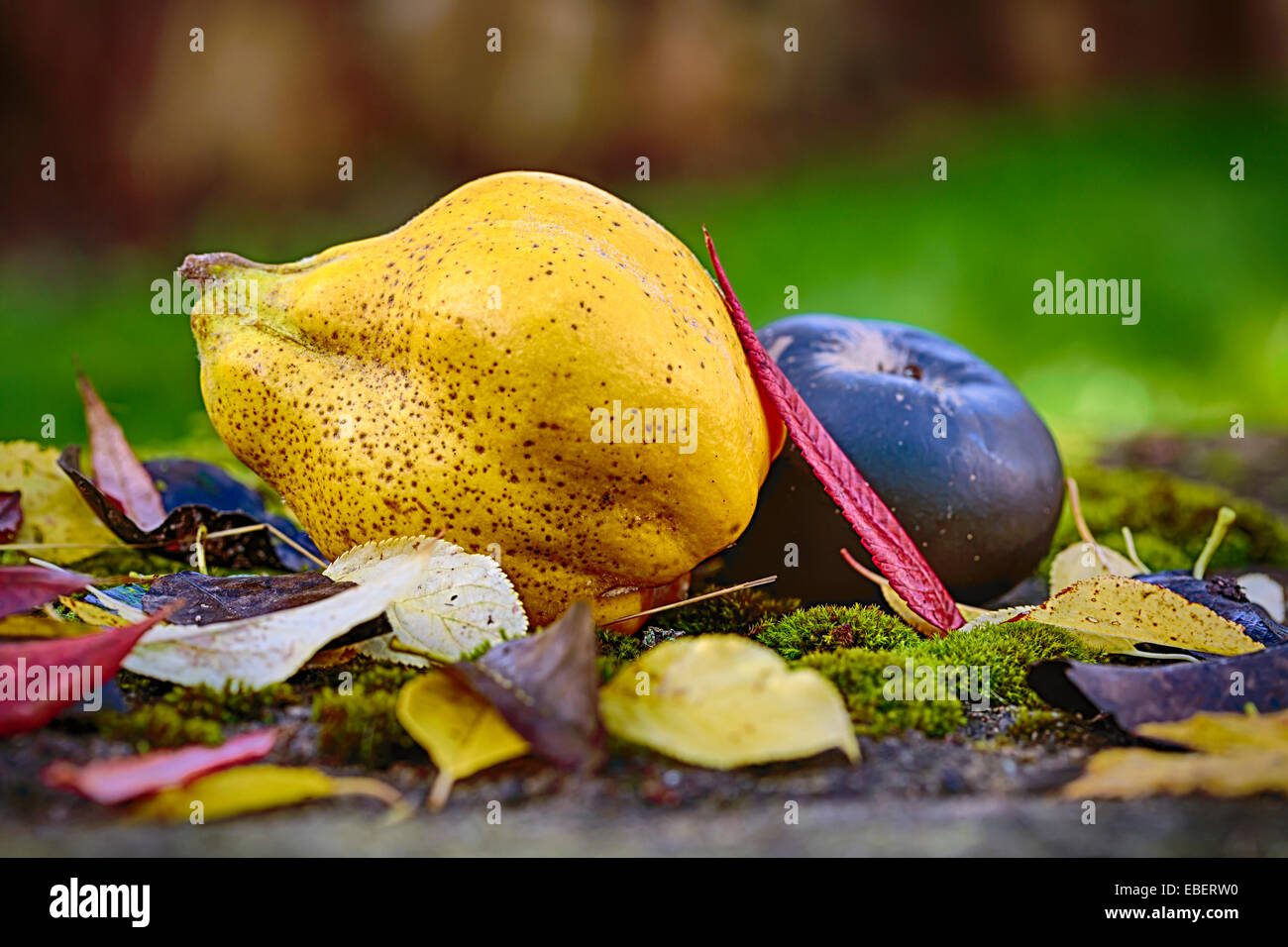 Autunno outdoor ancora in vita con mela cotogna, mela nera e foglie Foto Stock