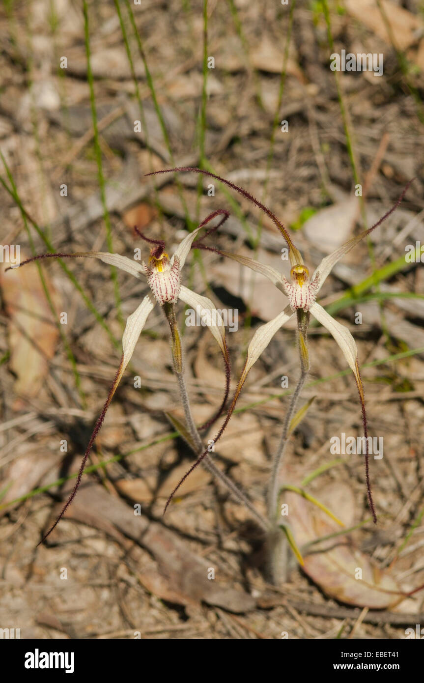 La vulgata Caladenia, comune Spider Orchid nella riserva di Farrah, Kojonup, WA, Australia Foto Stock