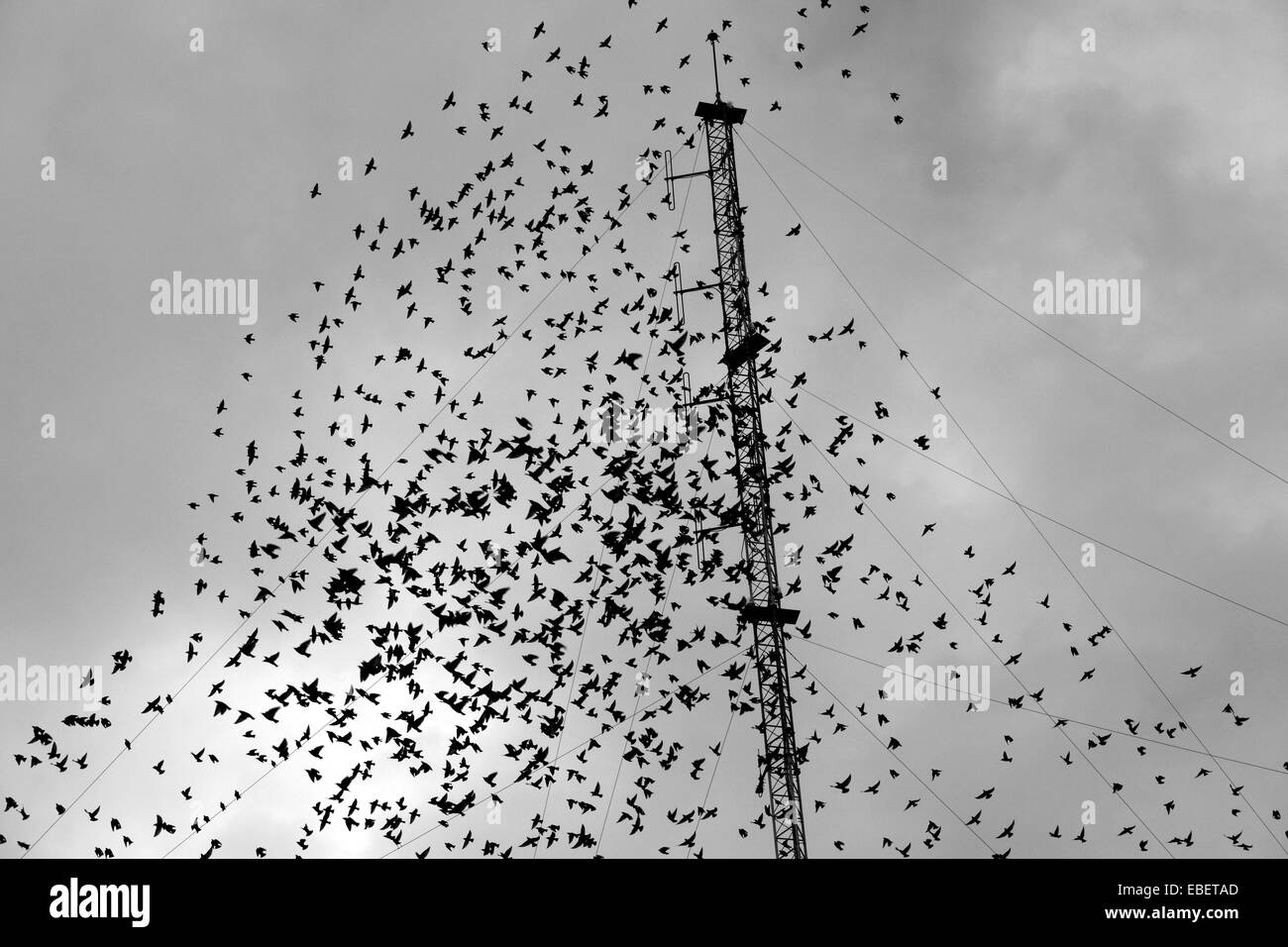 Montpellier, Languedoc-Roussillon, Francia. 29 Nov, 2014. Migliaia di storni raccogliere in diversi luoghi della città. Credito: Digitalman/Alamy Live News Foto Stock