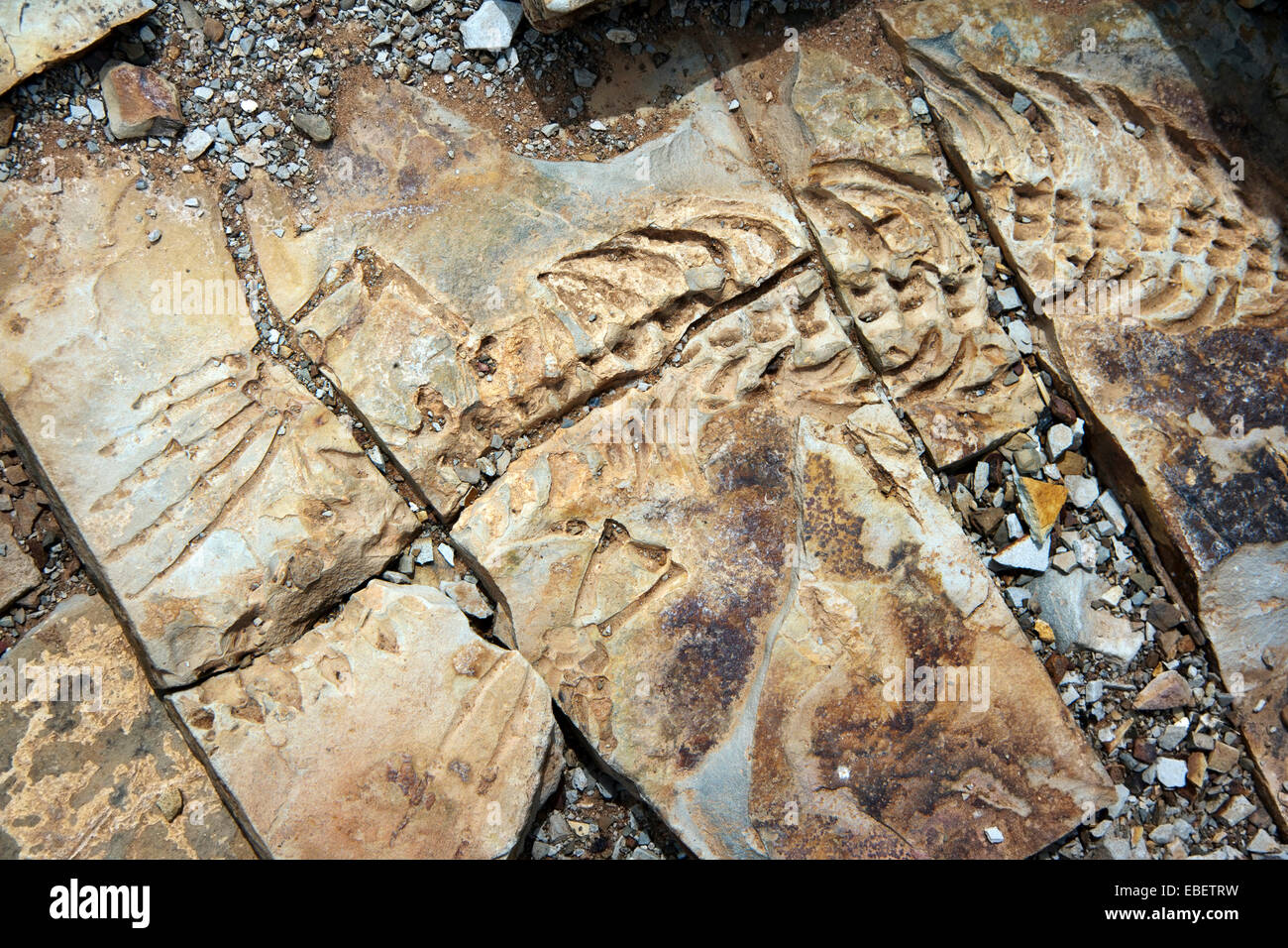 Mesosaurus fossile di Mesosaurus Sito fossile - Keetmanshoop, Namibia, Africa Foto Stock