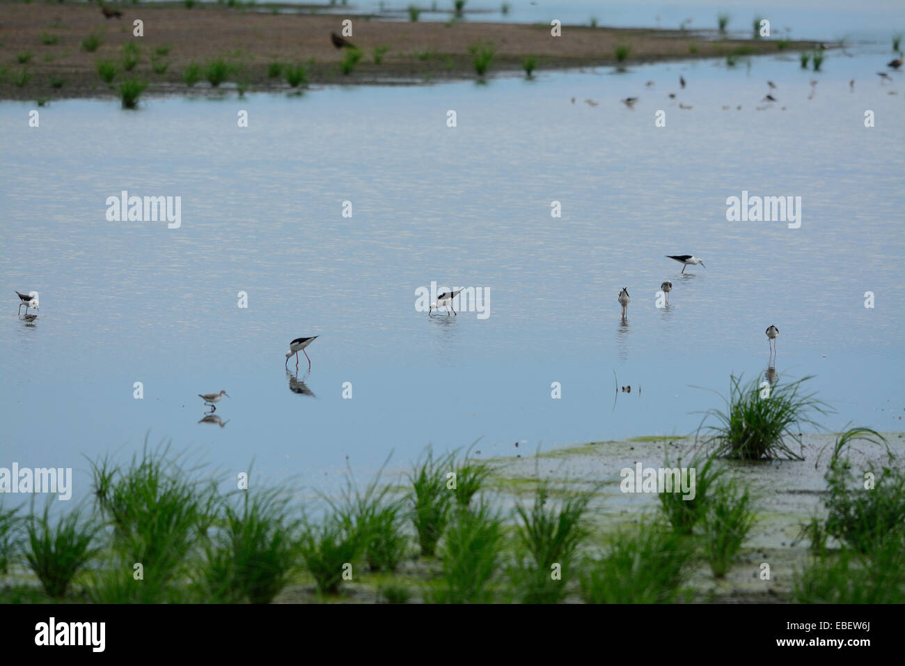 Bella subadult black-winged stilt in piedi sull'acqua Foto Stock