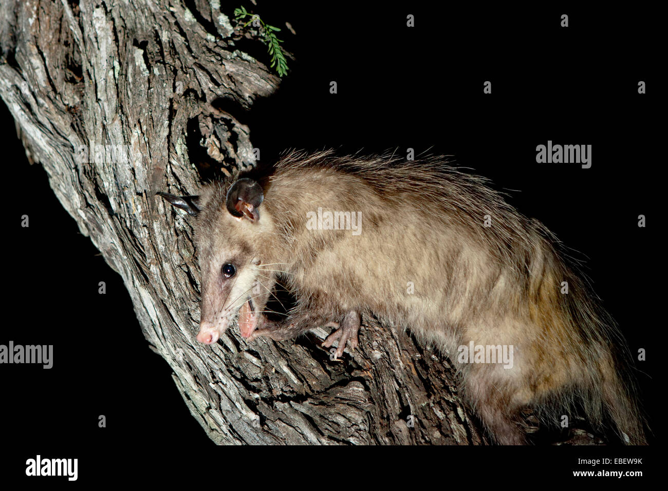 Virginia Opossum di notte - Camp Lula Sams - Brownsville, Texas USA Foto Stock