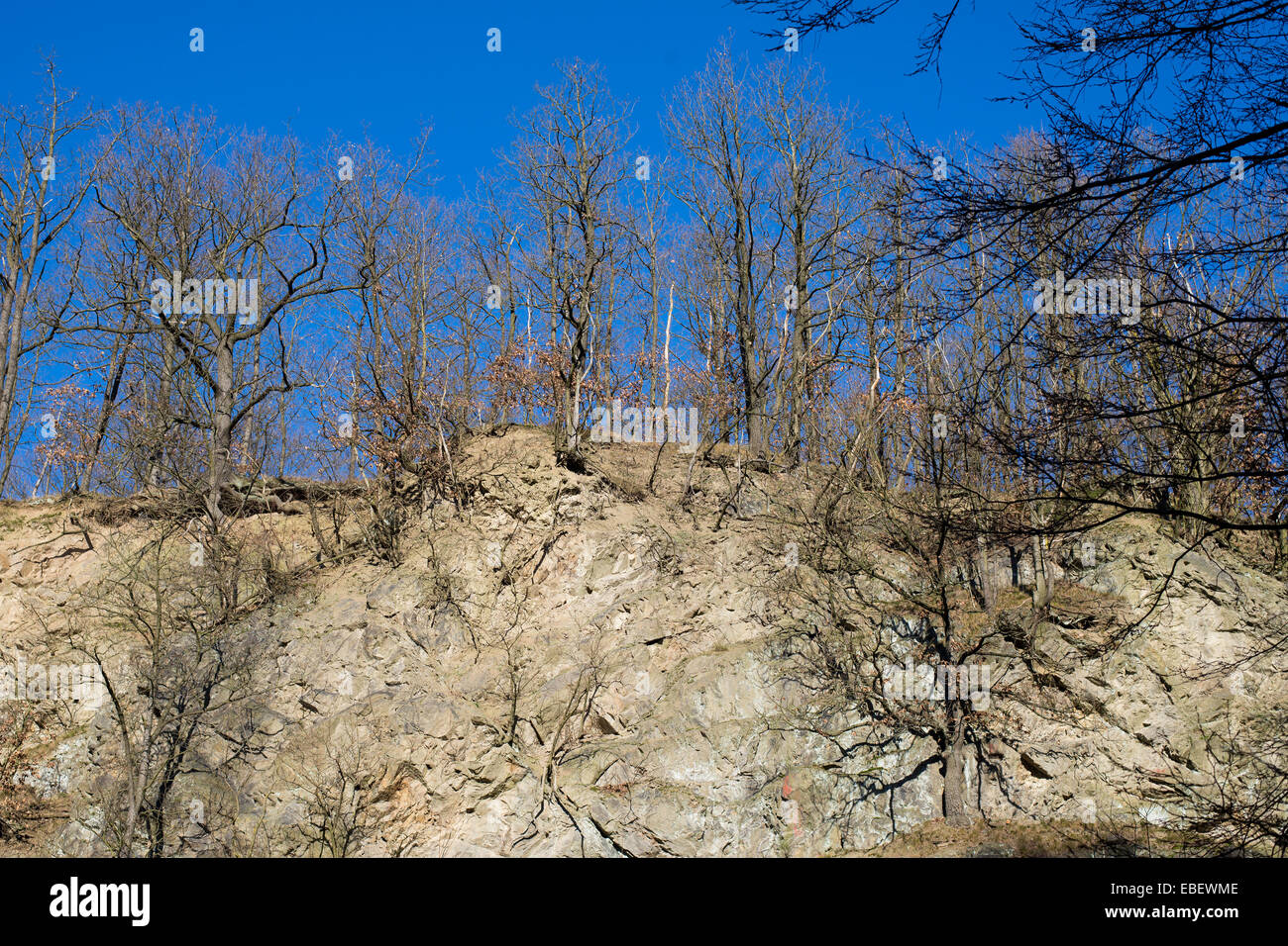 Alberi sfrondato su una parete di roccia in inverno con cielo blu Foto Stock