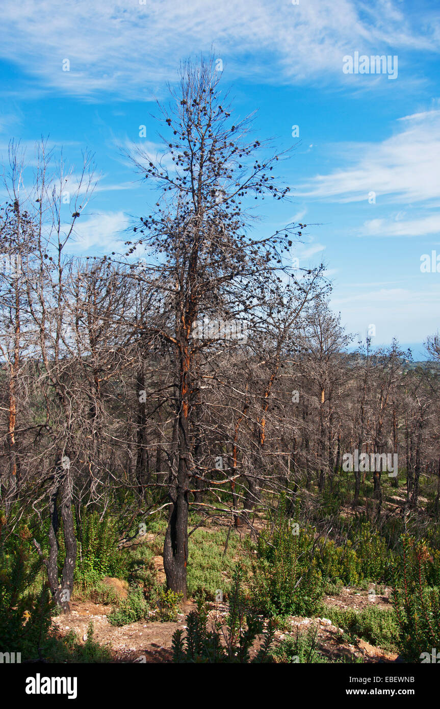La vegetazione di sei anni dopo il grande incendio di boschi Foto Stock