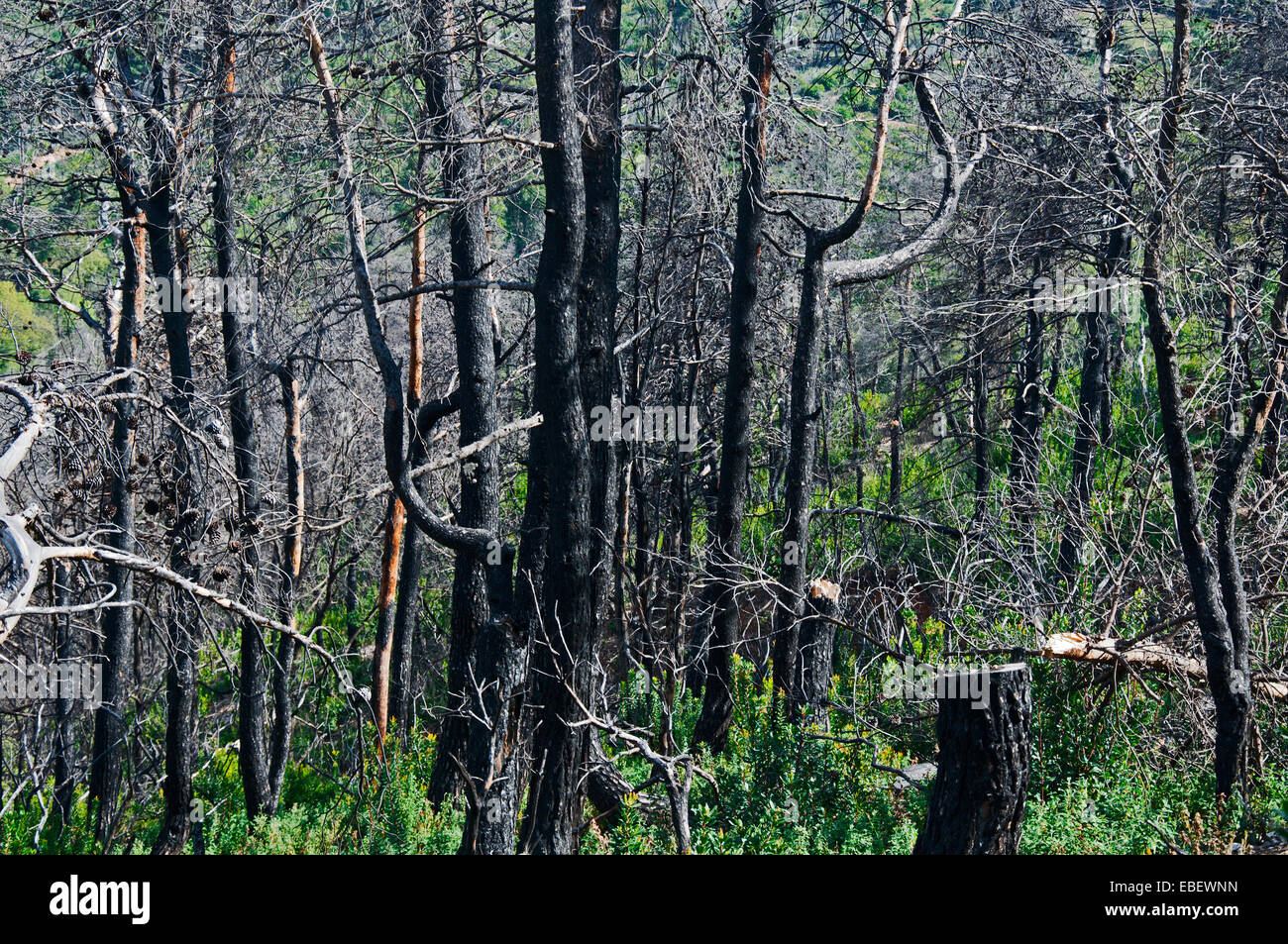 La vegetazione di sei anni dopo il grande incendio di boschi Foto Stock
