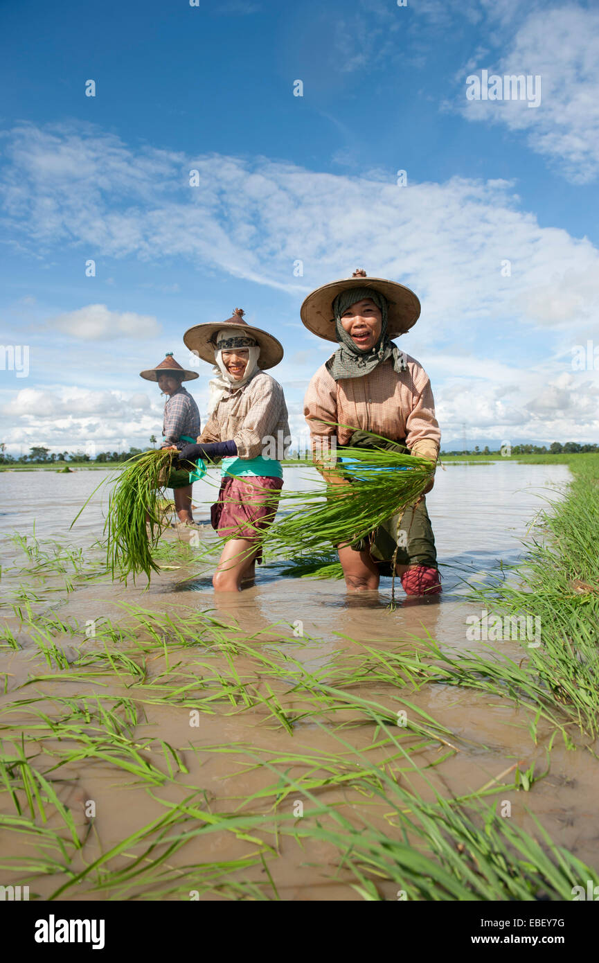 Tradizionali asiatici gli agricoltori che lavorano in campo di riso del Myanmar Foto Stock