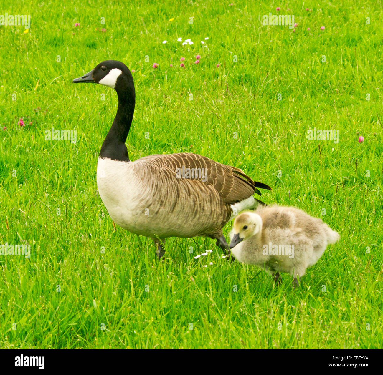 Canada Goose, Branta canadensis, con gosling con giallo lanuginoso giù, camminando attraverso il prato smeraldo in zone umide Foto Stock